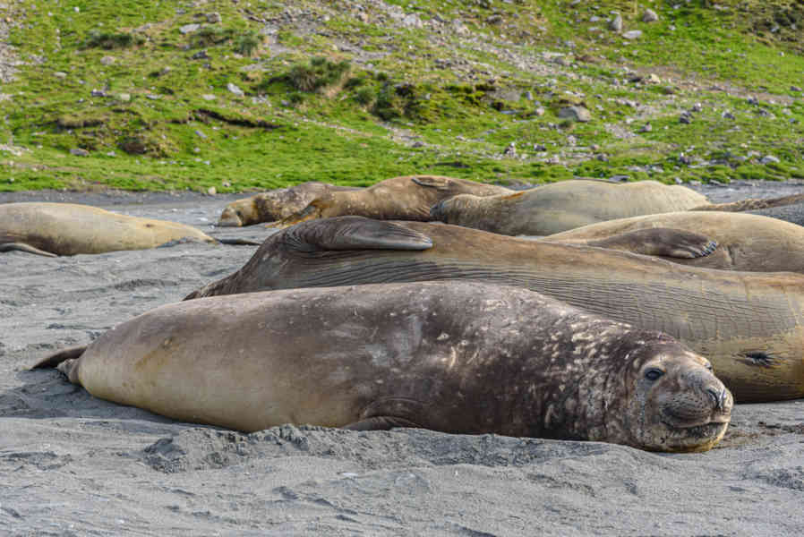 Elefante Marino - islas Georgias del Sur 06.jpg